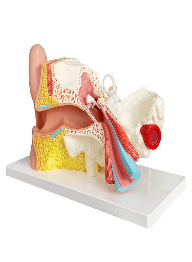 EVOTECH SCIENTIFIC Human Ear Model Anatomy, 4 Parts 3X Enlarged Anatomical Model of Ear Display Outer, Middle, Inner Ear Model for Medical Anatomy and Physiology Study Teaching with Base - Image 5